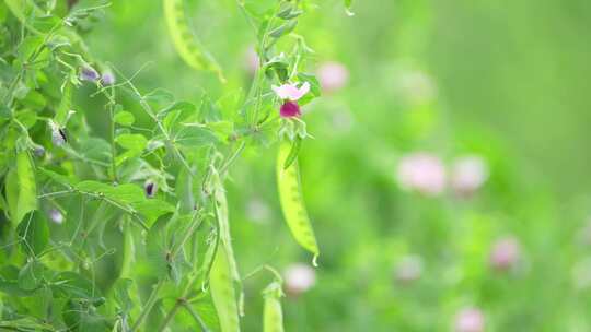 豌豆蔬菜