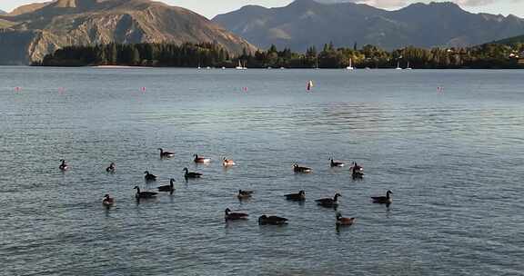 4K航拍新西兰瓦纳卡湖黑颈鹤