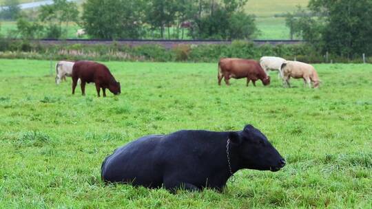 牛群在草地吃草