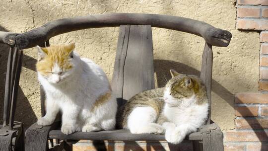猫躺在老旧椅子上晒太阳休息慵懒状态