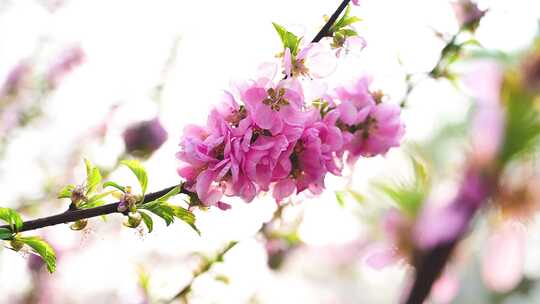 春天盛开的迎春花梅花腊梅