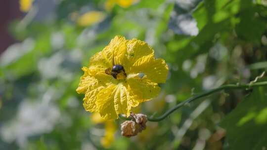 黑蜂采蜜于菜园藤曼花朵后飞走