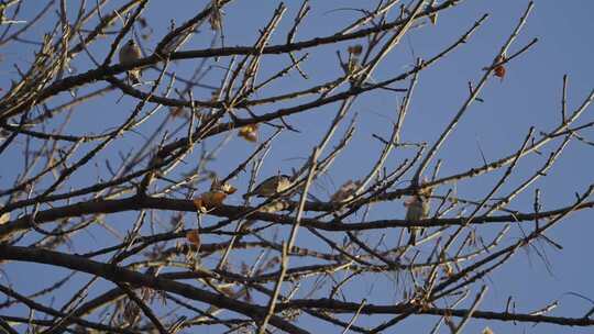 树枝上停留小鸟深秋立冬悲凉凄凉萧瑟情绪