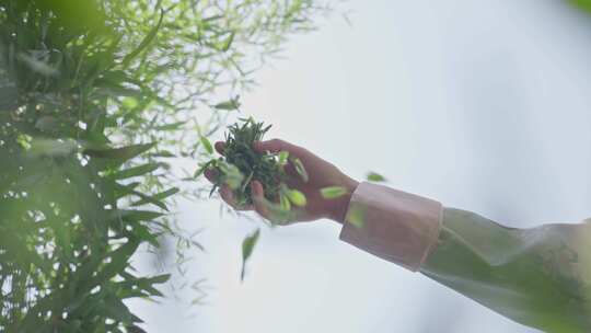 实拍春茶素材茶叶摊青