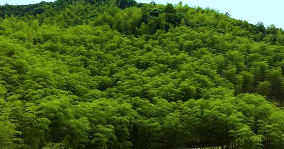 青山竹海竹山竹林竹子