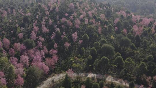 云南景迈山樱花航拍