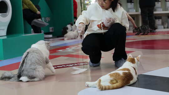 猫咪 萌宠 宠物猫 可爱 猫视频