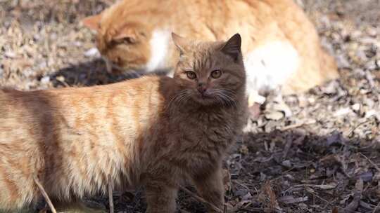 猫咪 小猫 猫 橘猫 动物