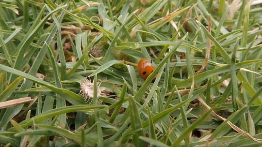 草丛中爬行的瓢虫
