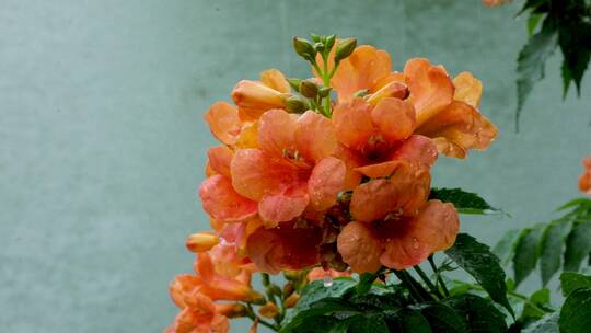 雨水洒落在盛开的凌霄花上