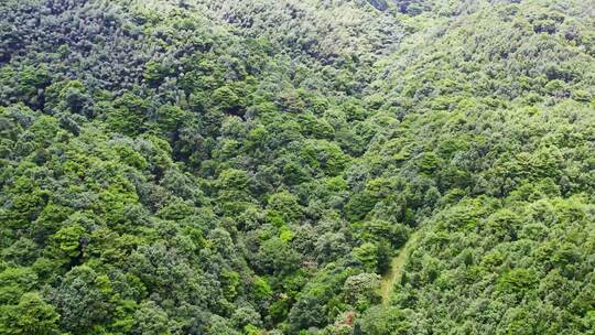 航拍森林树木青山山脉自然风景