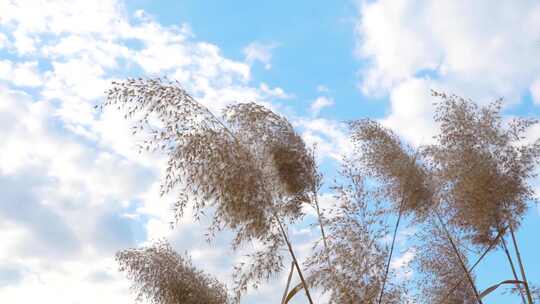 芦苇 芦苇荡 湿地芦苇 秋天的芦苇芦苇丛