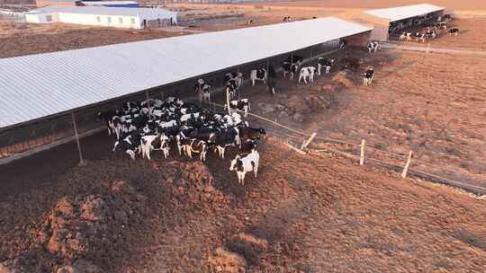 牛场 牛 养殖视频素材模板下载