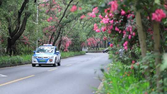 开满鲜花的公路，深圳香山中街车流