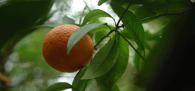 挂在桔子树上的橘子橙子