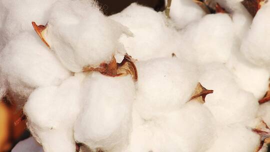 中国新疆优质棉花