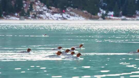 川西玉龙拉措雪山湖泊秋沙鸭