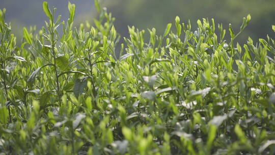 茶茶叶红茶艺采茶泡茶红茶山春茶道茶园农业