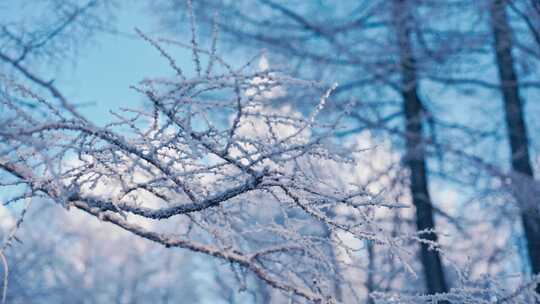 梦幻雪景森林雾凇北国风光