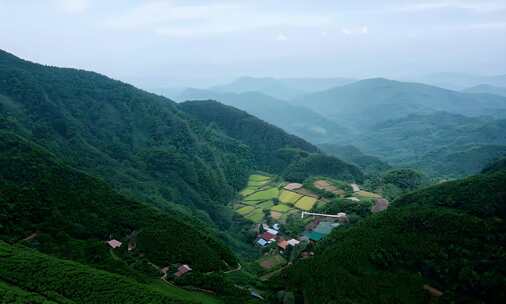 南方茶园满山茶树采茶 (2)