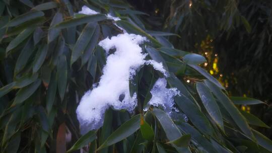 实拍冬天竹叶上的白雪