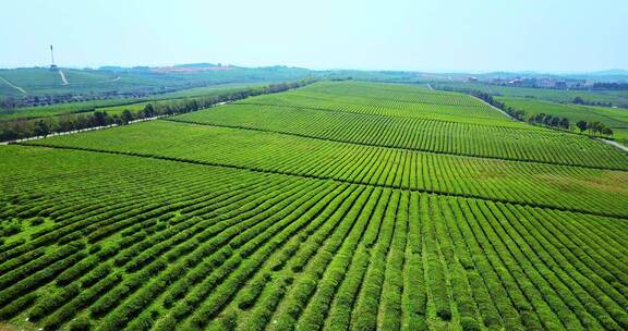 东方亚洲茶树种植园