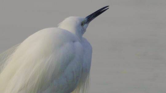 深圳湾自然鸟类视频