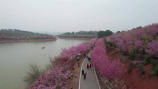 湖南省常宁市百万樱花园4k航拍风光