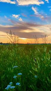 竖屏草原鲜花唯美夕阳落日