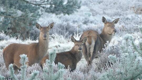 近距离拍摄冬天草原上的驯鹿特写