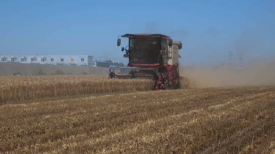 小麦收割正忙