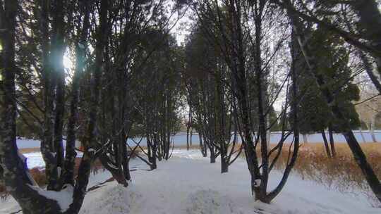 第一视角行走在雪中的林荫路上