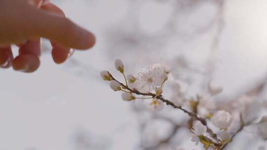 手指触摸白色樱花