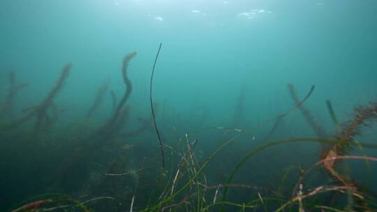 海底海草鱼类海洋生物