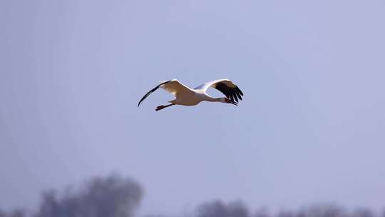 飞翔的白鹤、鄱阳湖候鸟视频