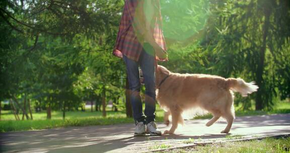 金毛寻回犬和主人玩耍