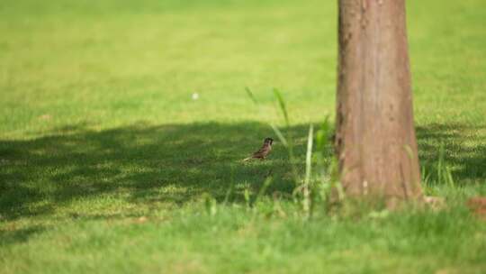 草地上蹦跳的小鸟