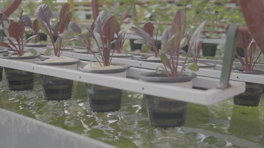 科技农业温室大棚-智慧农业