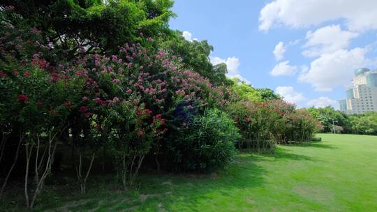 夏天蓝天白云阳光草坪草地绿地树林森林公园