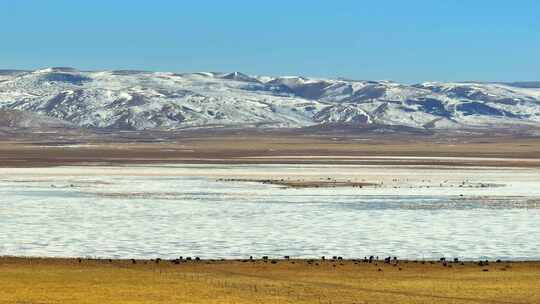 航拍甘南草原牦牛群尕海湖