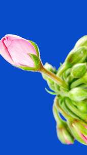 粉色天竺葵花在浅蓝色背景上随着时间的推移