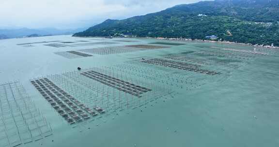 霞浦福建潮间带紫菜养殖0085