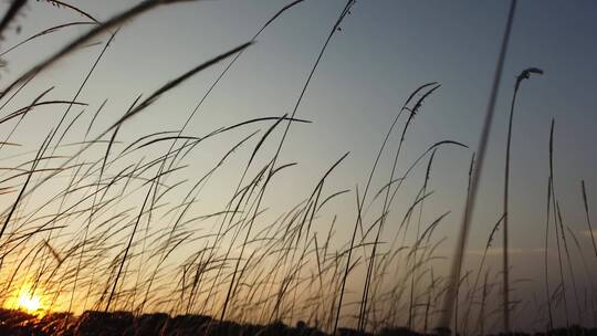 夕阳下的草茎在风中摇曳视频素材模板下载