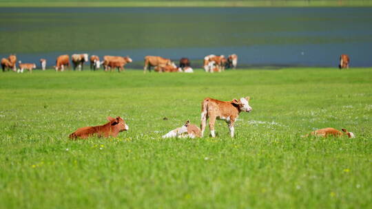 湖边草地上的牛羊群