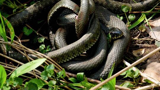 一条黑色的蛇卷缩在草地上