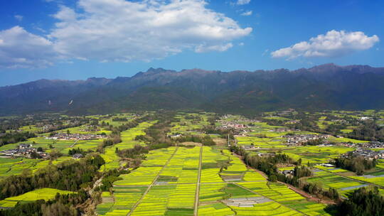 高山下的乡村金黄油菜花田