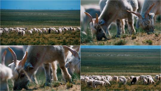 （4K广告级）草原山羊羊群放牧视频素材模板下载