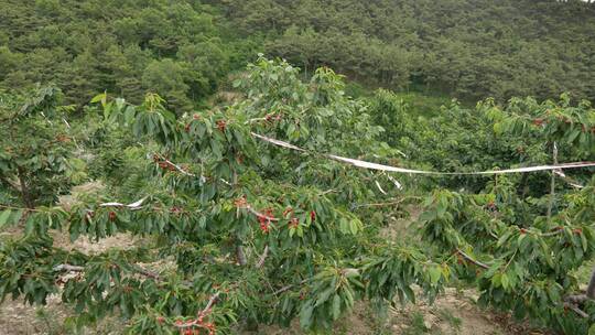 广角拍摄大连结满果子的樱桃树