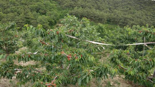 广角拍摄大连结满果子的樱桃树视频素材模板下载