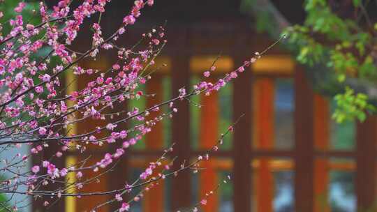 杭州西湖郭庄雨天梅花风景